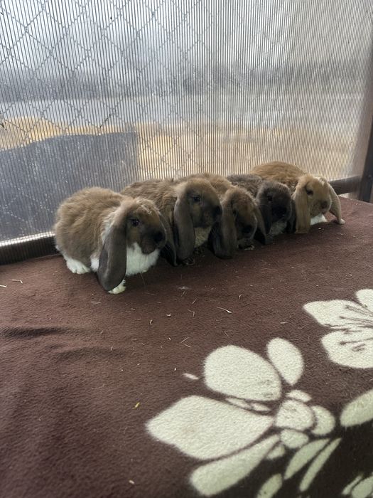 Iepuri berbec german