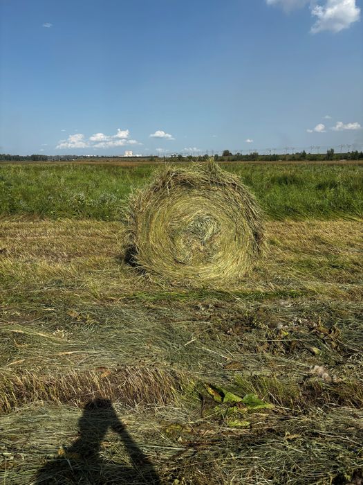 Продам сено в рулонах