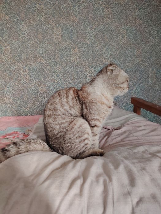 Shotlandiya katlami mushuk zotli