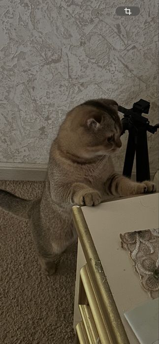 Скоттиш фолд для вязка пол  муж: