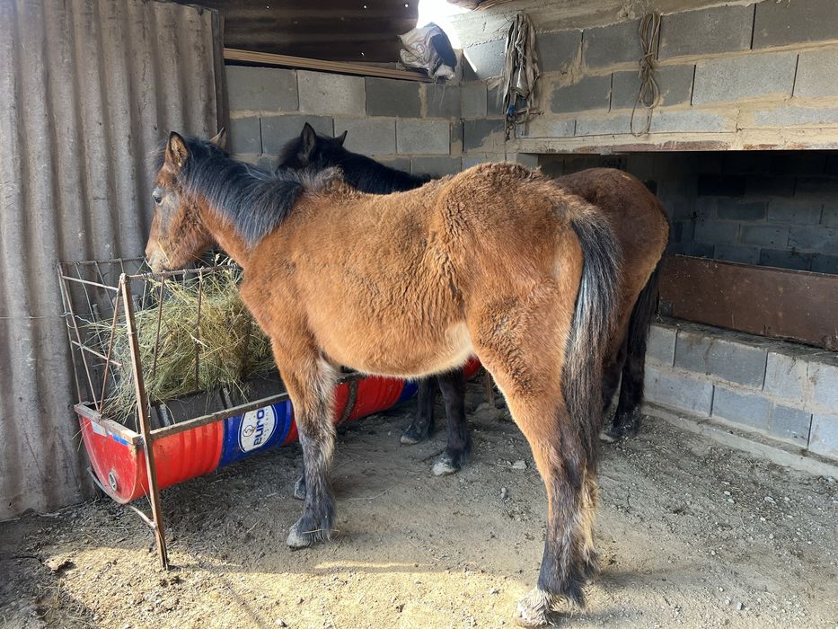 Жабағы тай сатылады