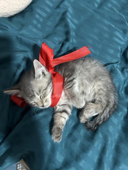 Мысық 3 ай акылды таза туалетке бара алады  озі срочна  аты : Мияя……..