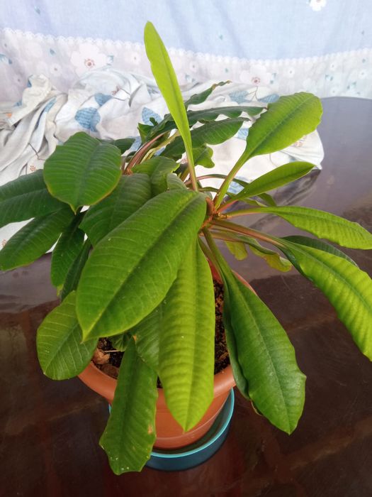 Гулдер неше турли