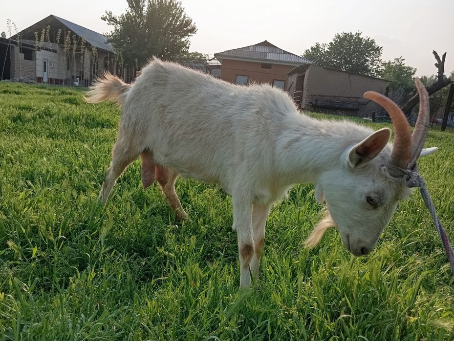 Ona bola echki sotiladi