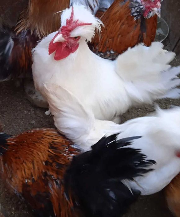 Карликовые бентамки парами.