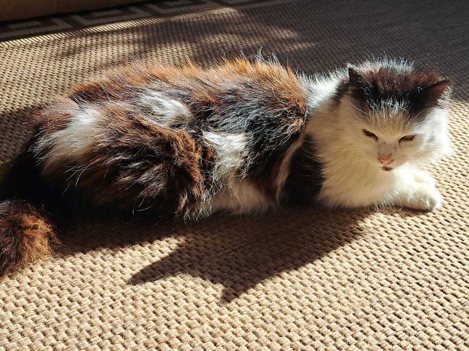 Pisica spre adoptie!