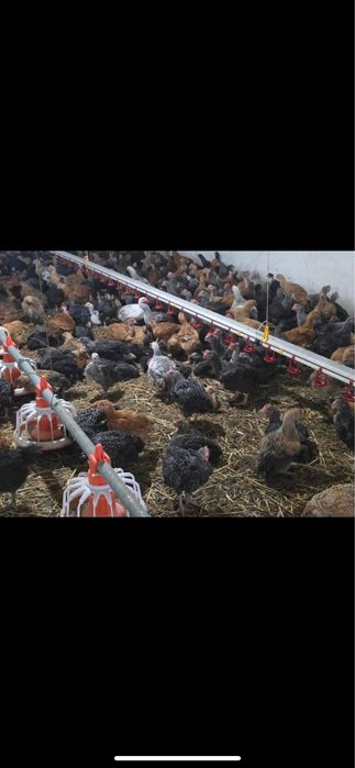 Vând pui alb de carne si rosu/porumbac rasa mixta