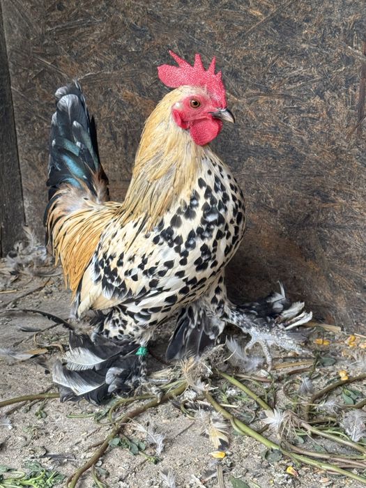 Pereche găini pitice Porțelan – 1 cocoș + 1 găinușă  Familie găini pitice Lemon – 4+1 – 4 găinușe + 1 cocoș
