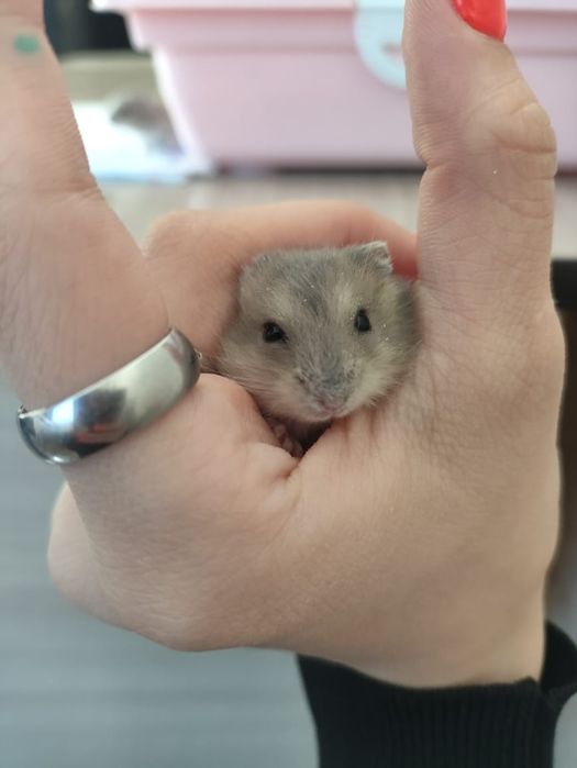 Продам джунгарских хомяков