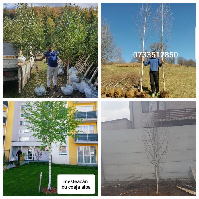 Meateacan alb, mesteacan cu coaja alba, mesteacan decorativ, mesteacan curgător