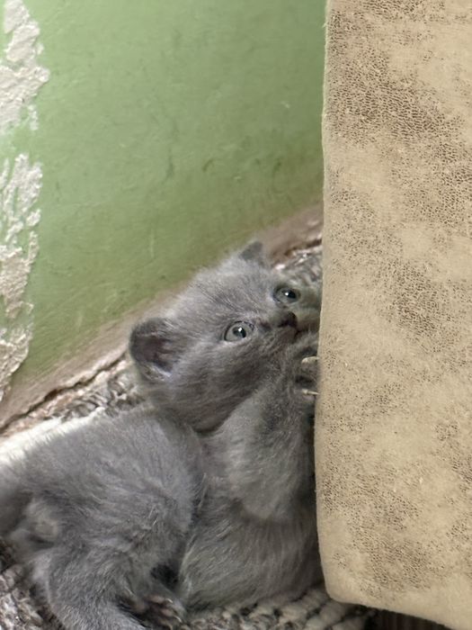 Готовятся к продаже