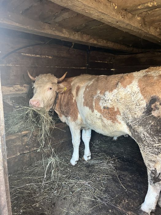 Junincă de vânzare