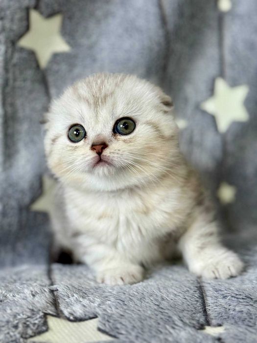 вислоушка девочка