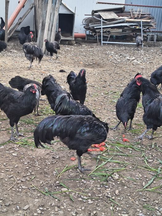 Cocoși din rasa Australorp