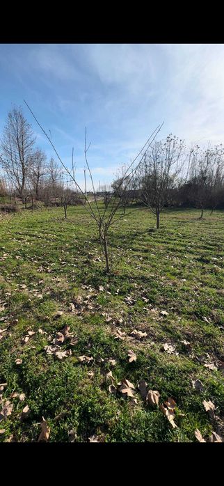 Chorvachilik Dexqonchilik