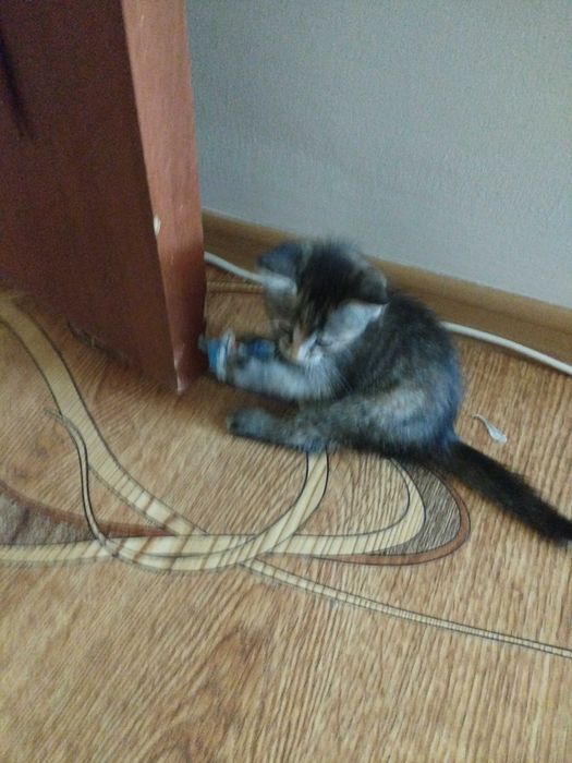 Кот Гарри шустрый