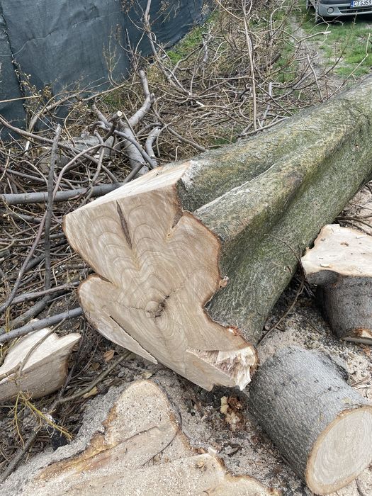 ПАУЛОВНИЯ пауловния