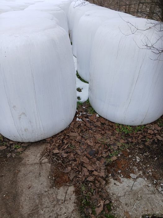 Vand Siloz de porumb, balotat si infoliat 2025