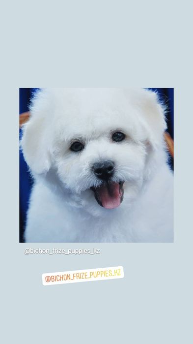 Бишон Фризе   ..