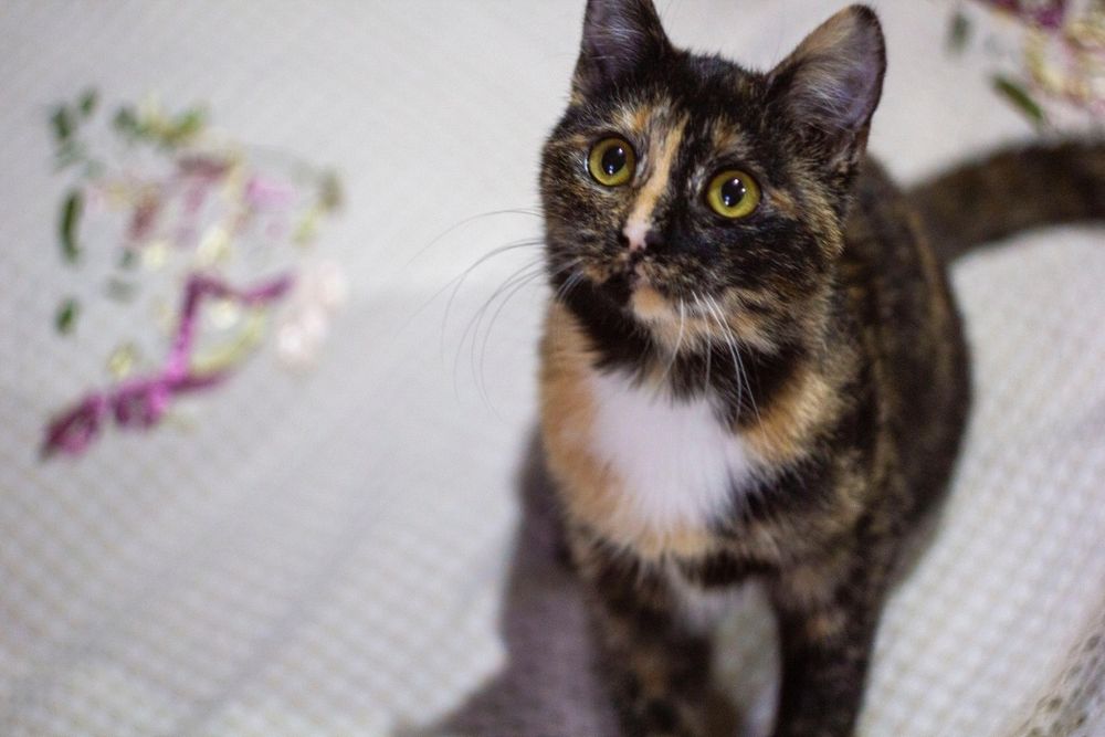 Ириска - котенок девочка 4,5 месяца