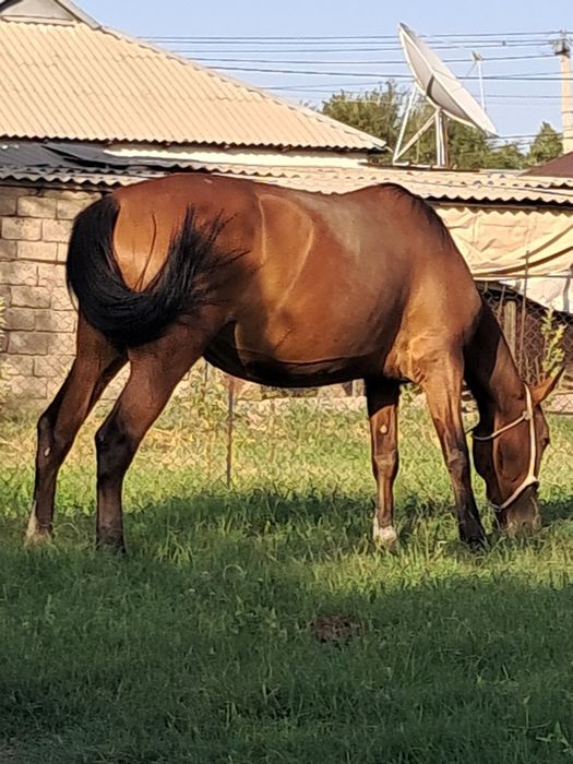 буаз бие сатылады
