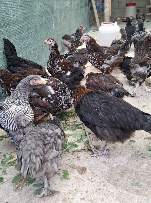 Pui Jersey Giant,, Sussex HD si Porțelan.