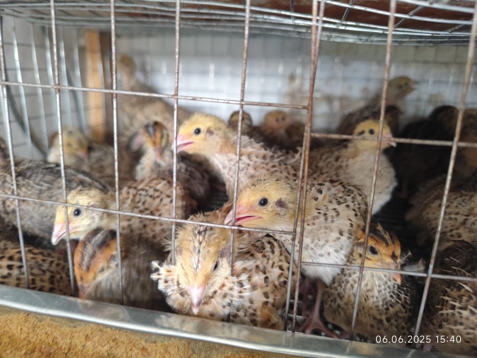 Перепела 16 дней, бөдене 16 күндік