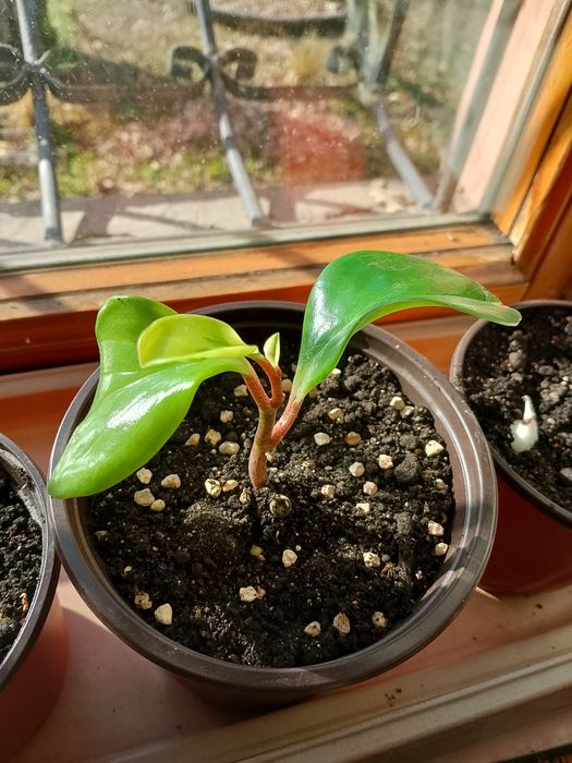 Пеперомия туполистная