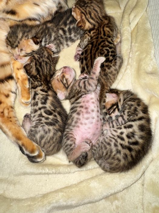 Продам котят бенгала