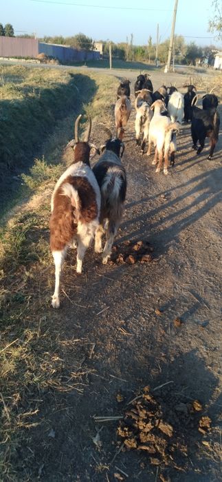 Echkilar sotiladi kafolati bilan