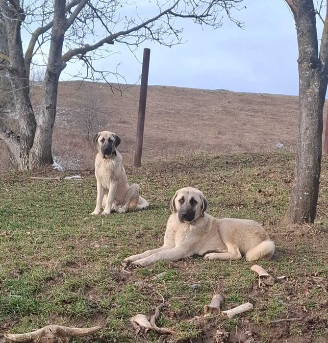 Vând cățel Kangal Turcesc