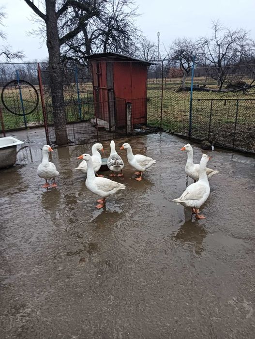 Gâște crescute natural