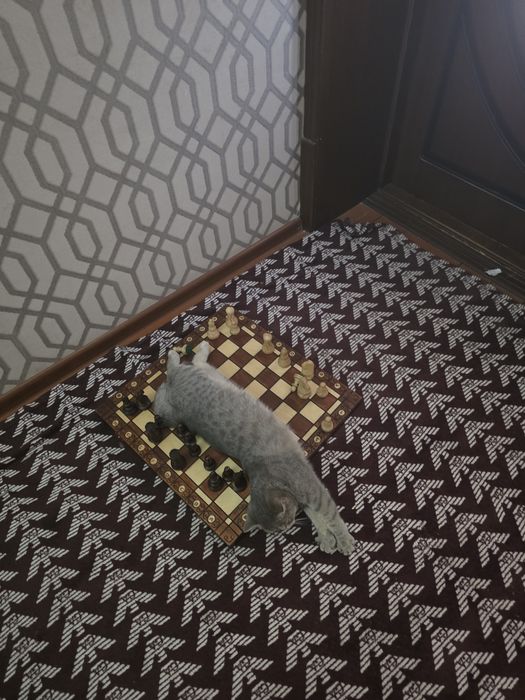 Мушугимиз соглом