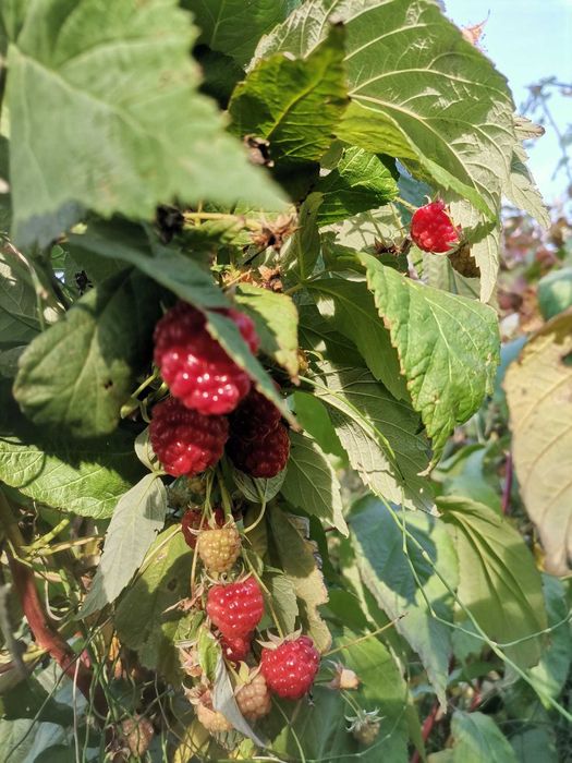 Drajoni zmeur Cayuga