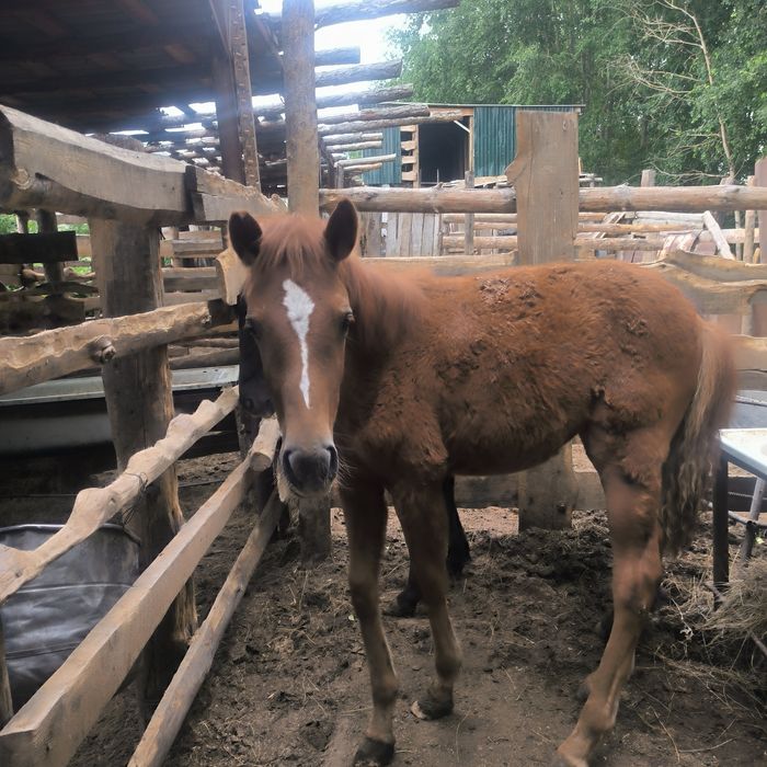 Құлындар сатылады