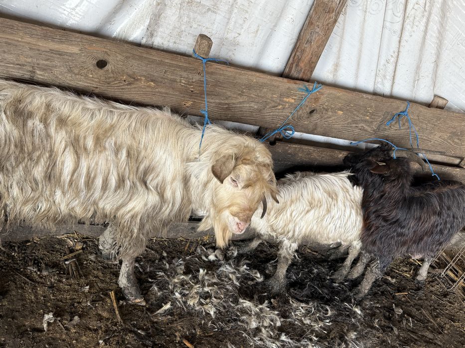 Vand un berbec si doua capre