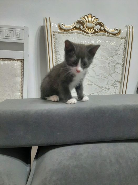 Отдам в хорошие руки