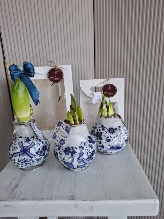 Амариллис с принтами