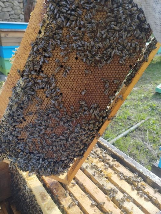 Пчелни отводки 2026