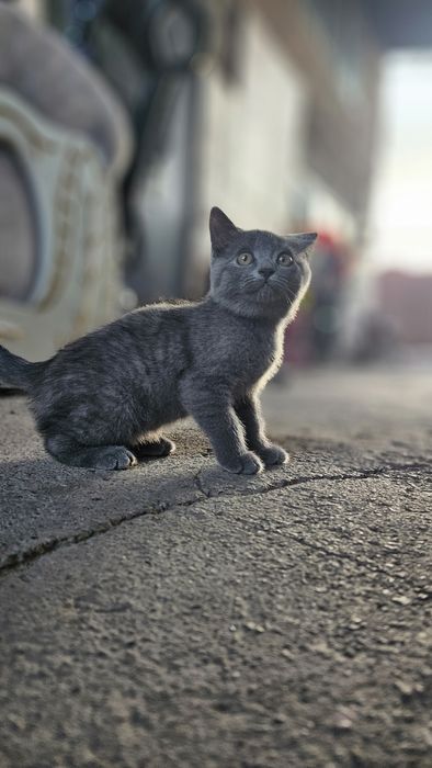 Отдам милых котят