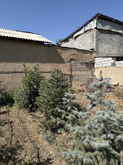 Голубые ели, көгілдір шыршалар