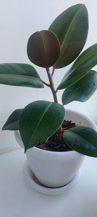 Продам фикус декоративный