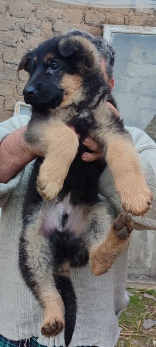 Продается щенок немецкой овчарки