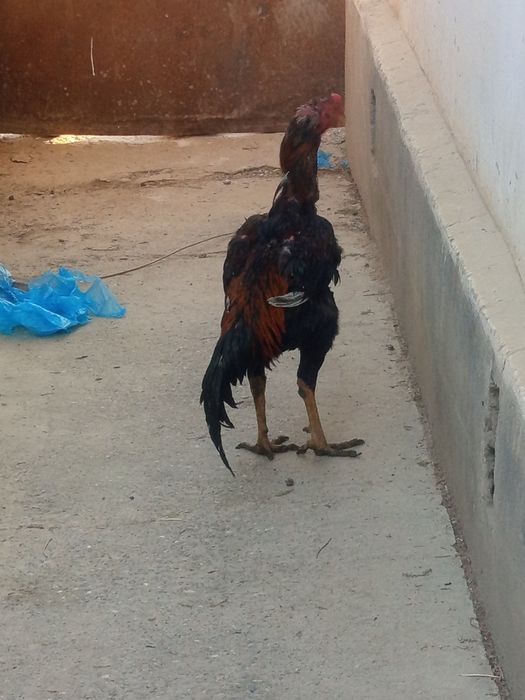 Dakang xuroz sotiladi sogʻligi hammasi joyida yep ichishga garantiya