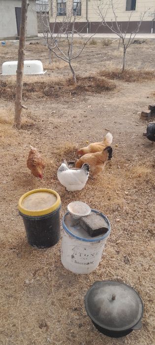 Продаётся домашние курицы несушки