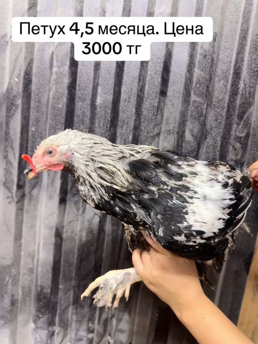 Продам молодых петухов