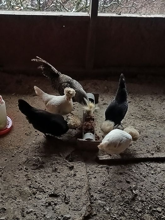 Oua motata olandeza!