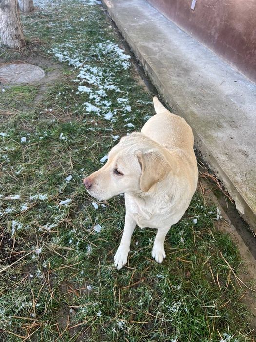 продаётся женщина лабрадор