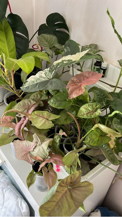 Сингониум разные виды (лиана, куст)