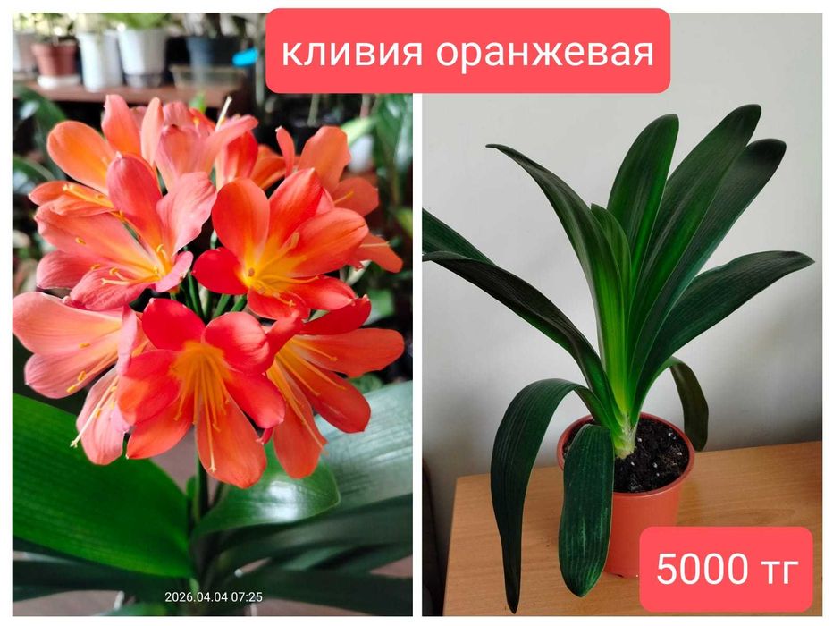 Комнатные растения.